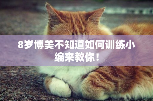 8歲博美不知道如何訓練小編來教你！