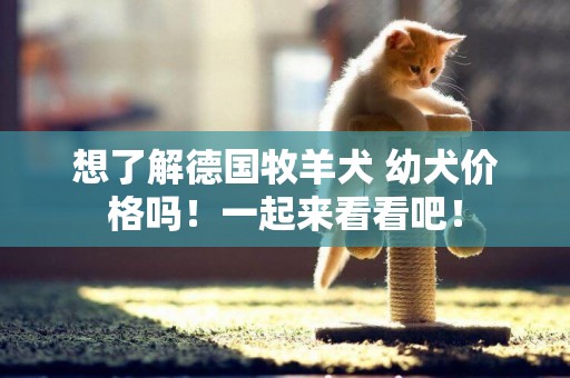 想了解德國牧羊犬 幼犬價格嗎！一起來看看吧！