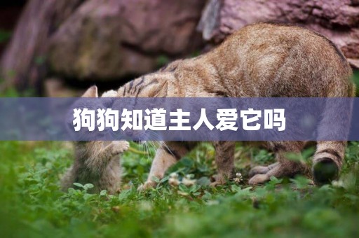 狗狗知道主人愛它嗎