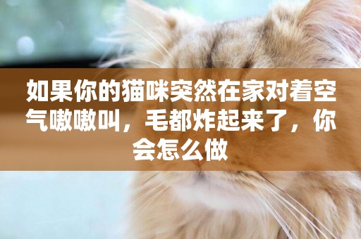 如果你的貓咪突然在家對著空氣嗷嗷叫，毛都炸起來了，你會怎么做