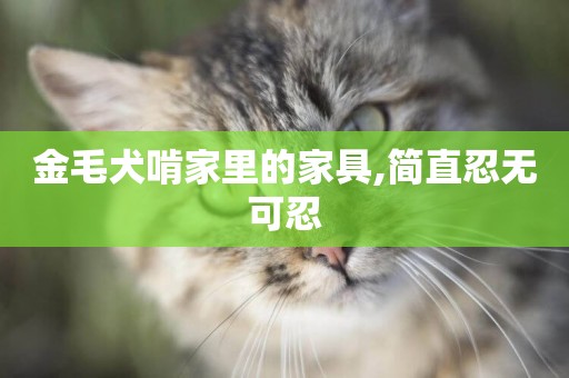 金毛犬啃家里的家具,簡直忍無可忍