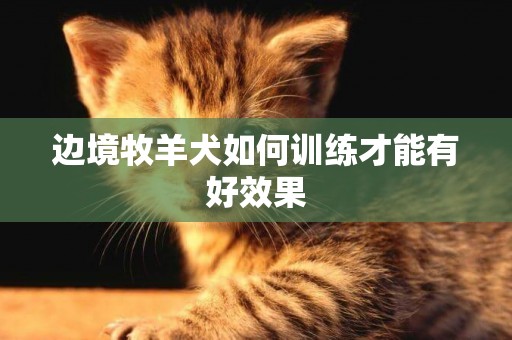 邊境牧羊犬如何訓練才能有好效果