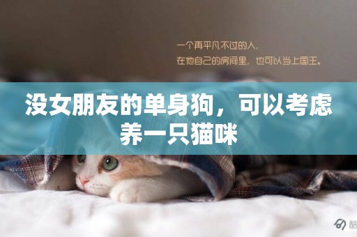 沒女朋友的單身狗，可以考慮養一只貓咪