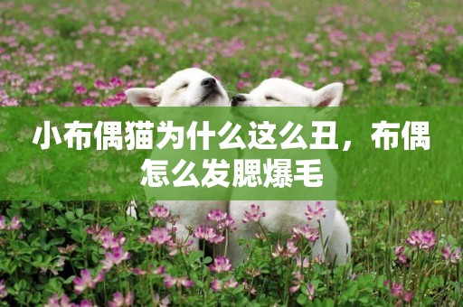小布偶貓為什么這么丑，布偶怎么發腮爆毛