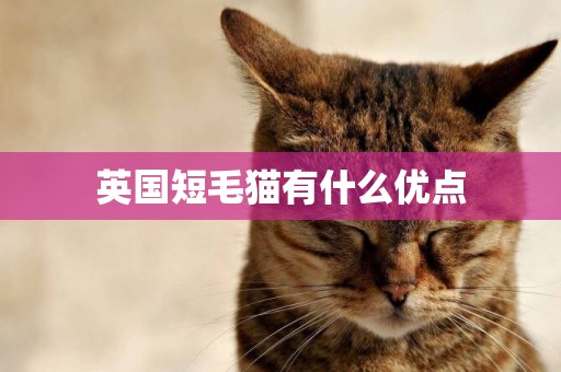 英國短毛貓有什么優點
