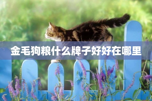 金毛狗糧什么牌子好好在哪里