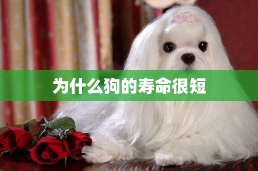 為什么狗的壽命很短