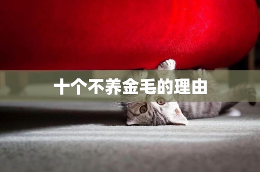 十個不養金毛的理由