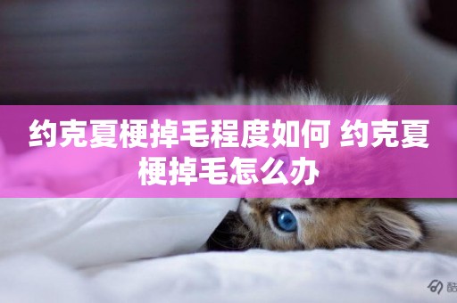 約克夏梗掉毛程度如何 約克夏梗掉毛怎么辦