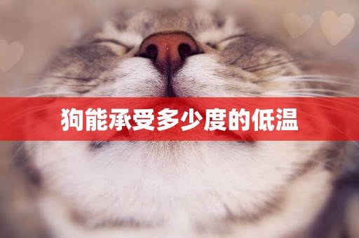 狗能承受多少度的低溫