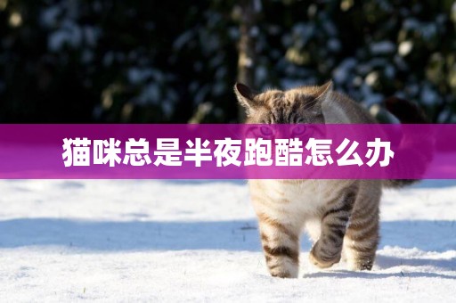 貓咪總是半夜跑酷怎么辦