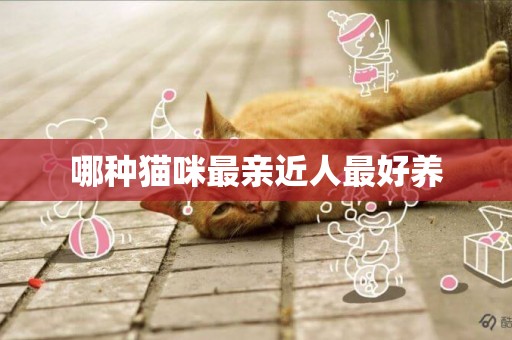 哪種貓咪最親近人最好養