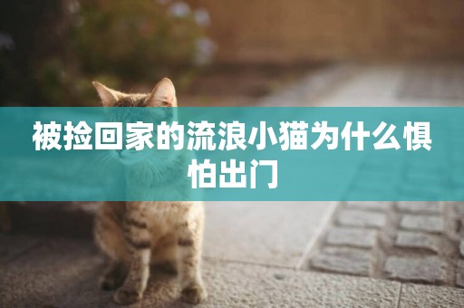 被撿回家的流浪小貓為什么懼怕出門
