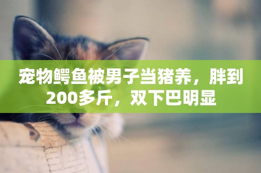 寵物鱷魚被男子當豬養，胖到200多斤，雙下巴明顯