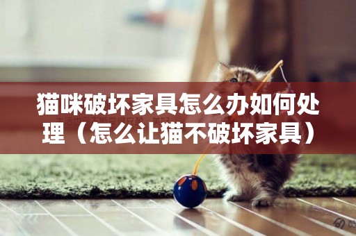 貓咪破壞家具怎么辦如何處理（怎么讓貓不破壞家具）