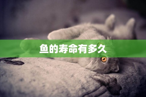 魚的壽命有多久