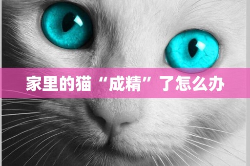 家里的貓“成精”了怎么辦