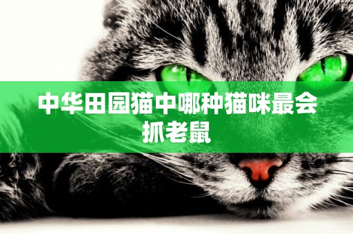 中華田園貓中哪種貓咪最會抓老鼠