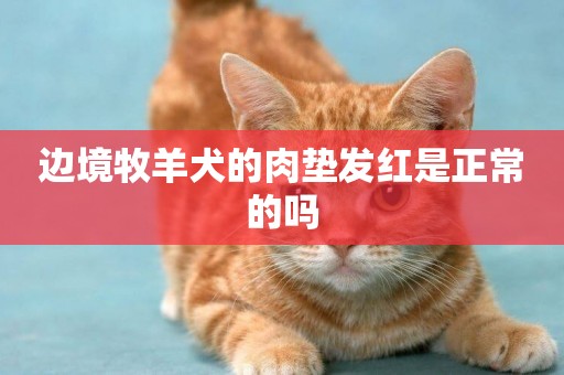 邊境牧羊犬的肉墊發紅是正常的嗎