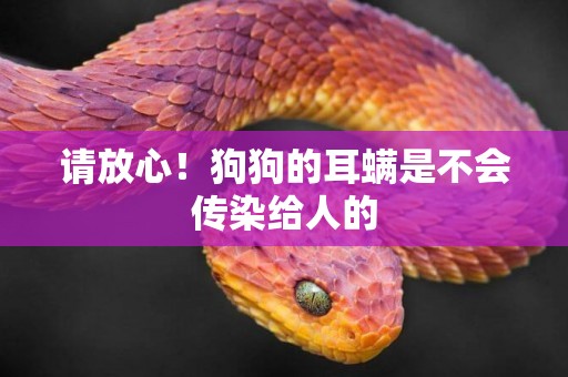 請放心！狗狗的耳螨是不會傳染給人的