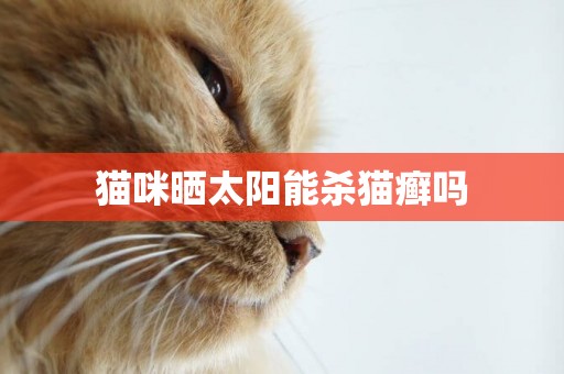 貓咪曬太陽能殺貓癬嗎
