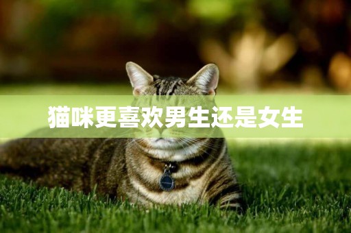 貓咪更喜歡男生還是女生