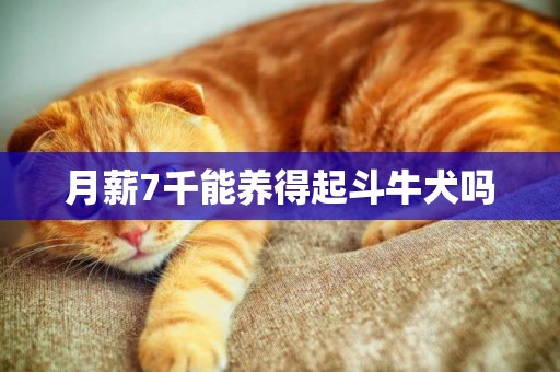 月薪7千能養得起斗牛犬嗎