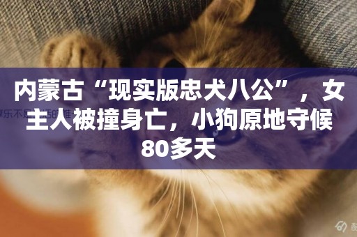 內蒙古“現實版忠犬八公”，女主人被撞身亡，小狗原地守候80多天