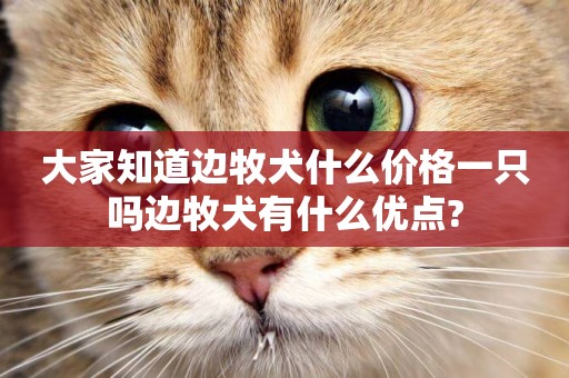 大家知道邊牧犬什么價格一只嗎邊牧犬有什么優點?