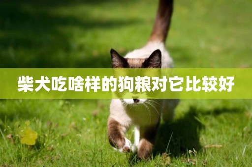 柴犬吃啥樣的狗糧對它比較好