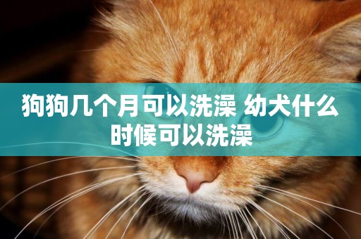 狗狗幾個月可以洗澡 幼犬什么時候可以洗澡