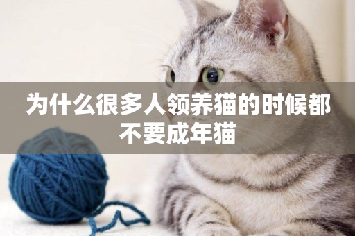 為什么很多人領養貓的時候都不要成年貓