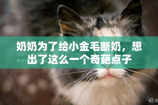 奶奶為了給小金毛斷奶，想出了這么一個奇葩點子