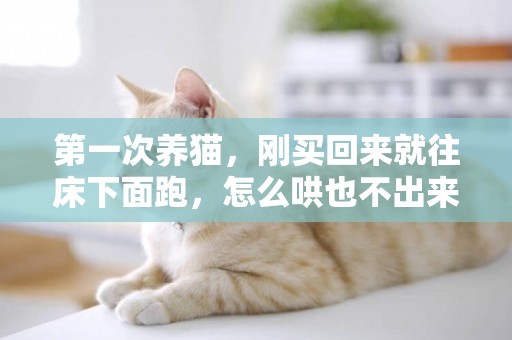第一次養貓，剛買回來就往床下面跑，怎么哄也不出來，我該怎么辦