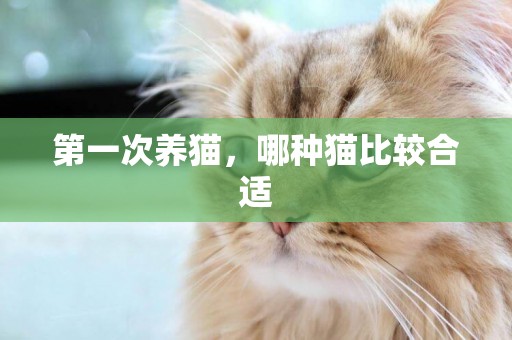 第一次養貓，哪種貓比較合適