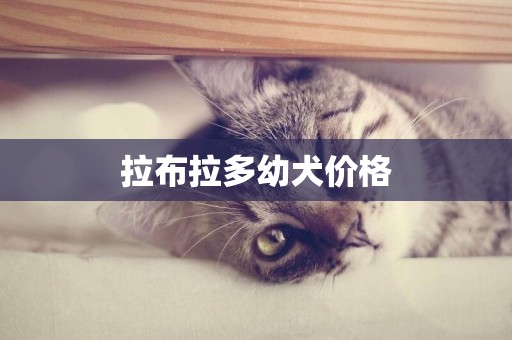 拉布拉多幼犬價格