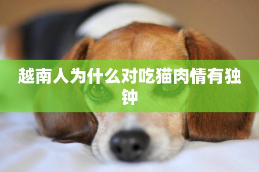 越南人為什么對吃貓肉情有獨鐘