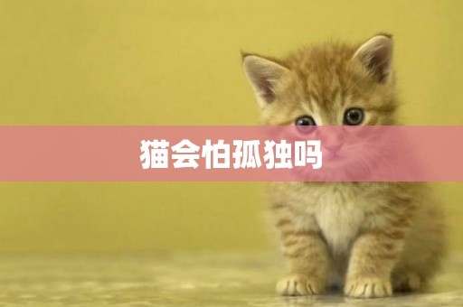貓會怕孤獨嗎