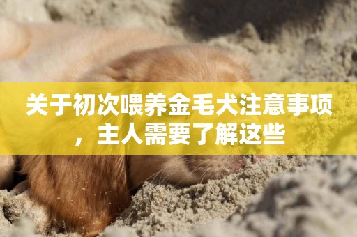 關于初次喂養金毛犬注意事項，主人需要了解這些