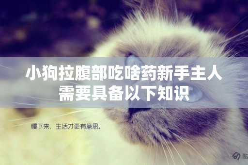 小狗拉腹部吃啥藥新手主人需要具備以下知識
