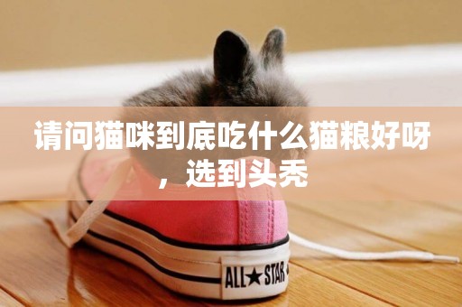 請問貓咪到底吃什么貓糧好呀，選到頭禿