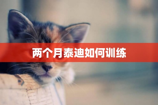 兩個月泰迪如何訓練