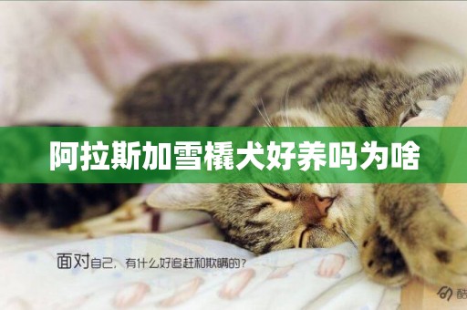阿拉斯加雪橇犬好養嗎為啥