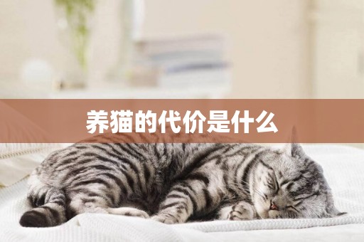 養貓的代價是什么