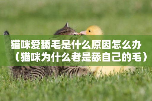 貓咪愛舔毛是什么原因怎么辦（貓咪為什么老是舔自己的毛）