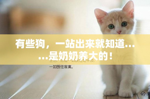 有些狗，一站出來就知道……是奶奶養大的！