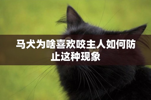 馬犬為啥喜歡咬主人如何防止這種現象