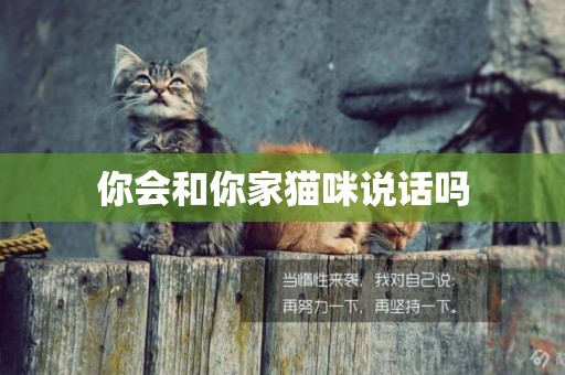 你會和你家貓咪說話嗎