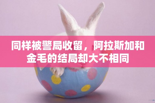 同樣被警局收留，阿拉斯加和金毛的結局卻大不相同