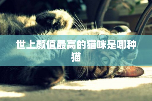 世上顏值最高的貓咪是哪種貓